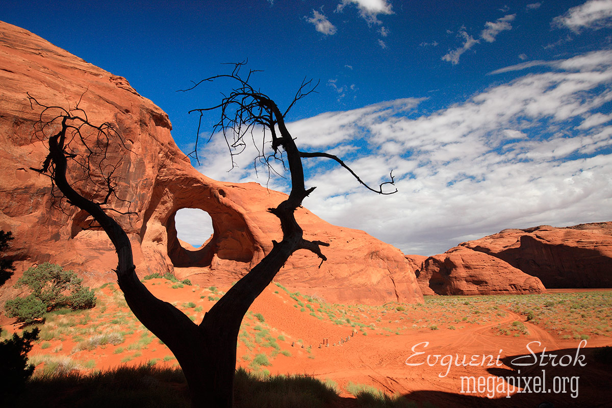 Tree & Arch, Monument Valley , Utah