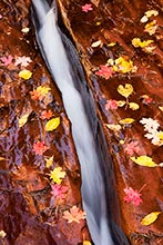 Streams of Autumn, Zion National Park, Utah
