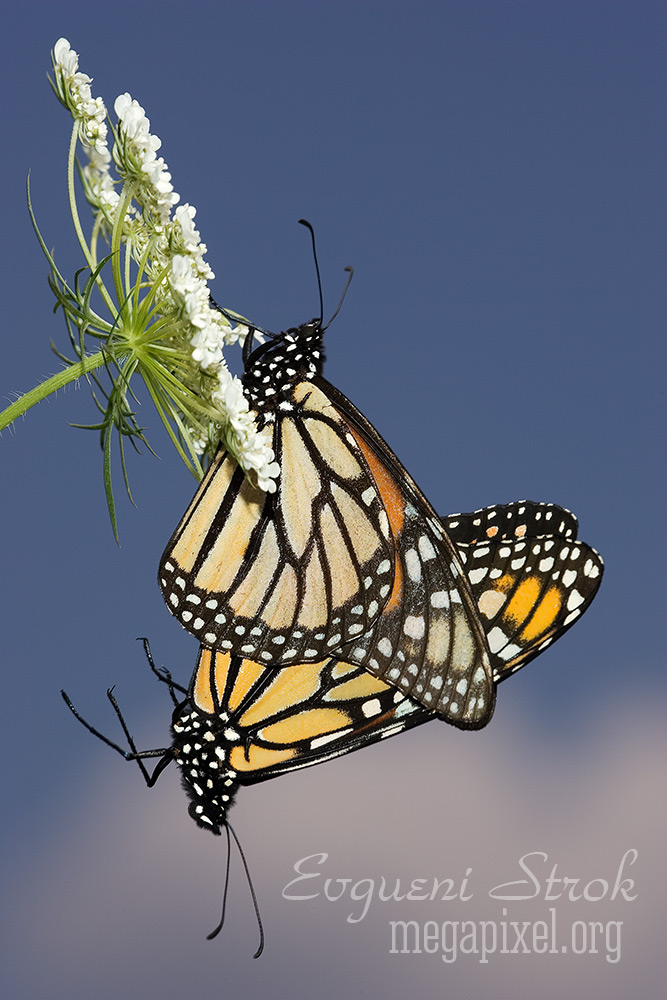 Flying monarchs