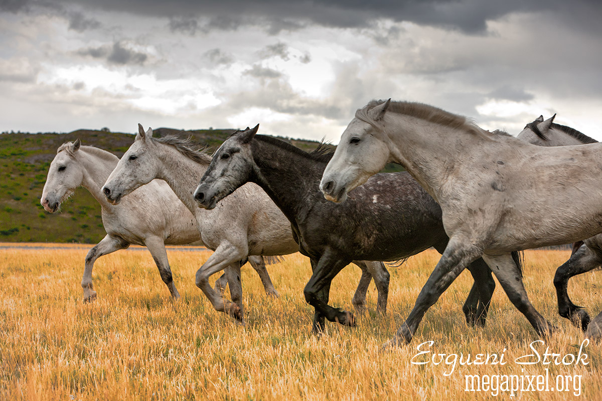Chilean Horses