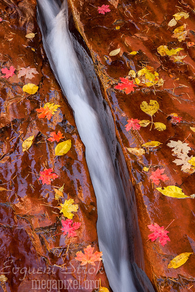 Streams of Autumn, Zion National Park, Utah 