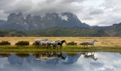 Torres del Paine, Chilean Horses